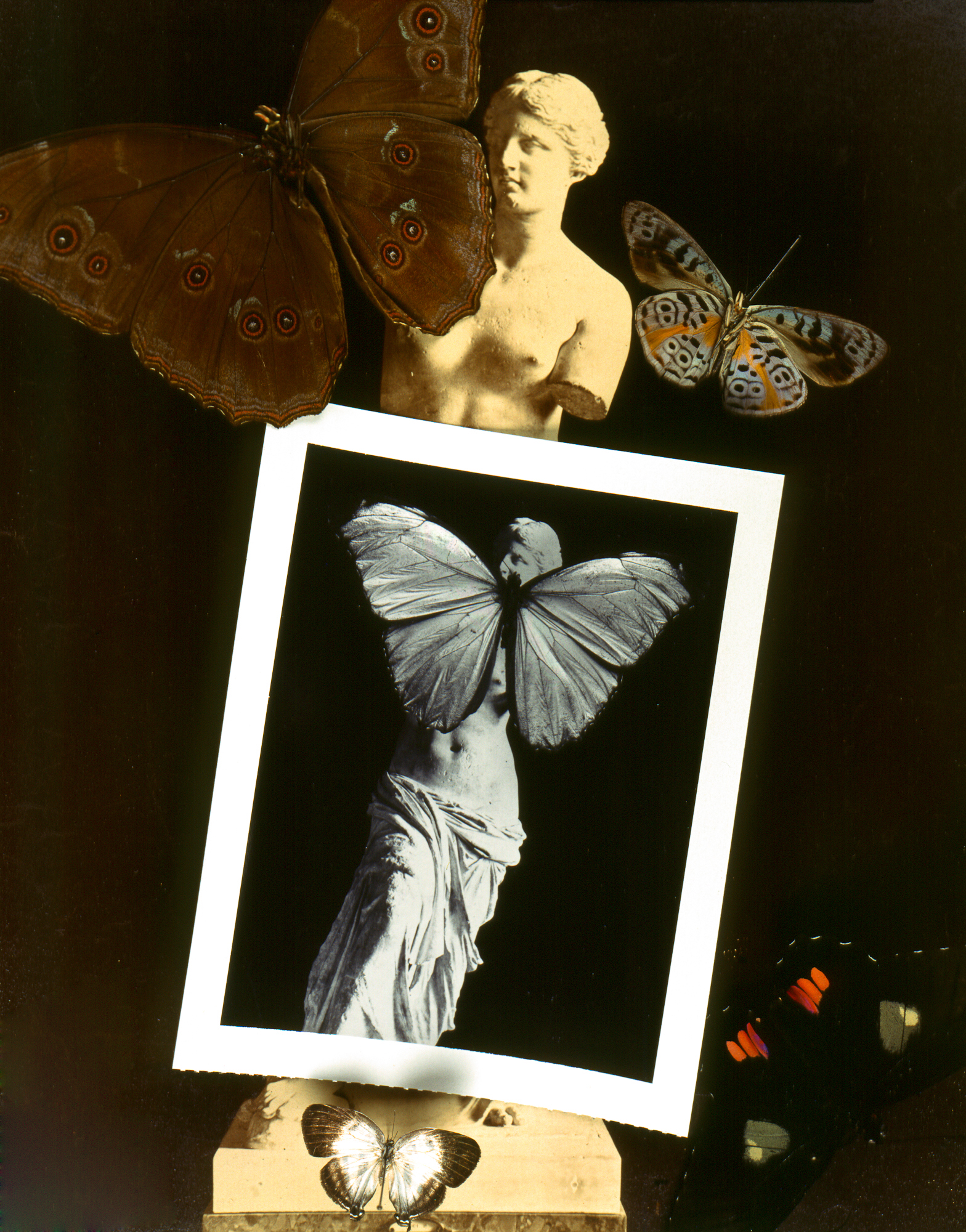 butterfly polaroid_.jpg