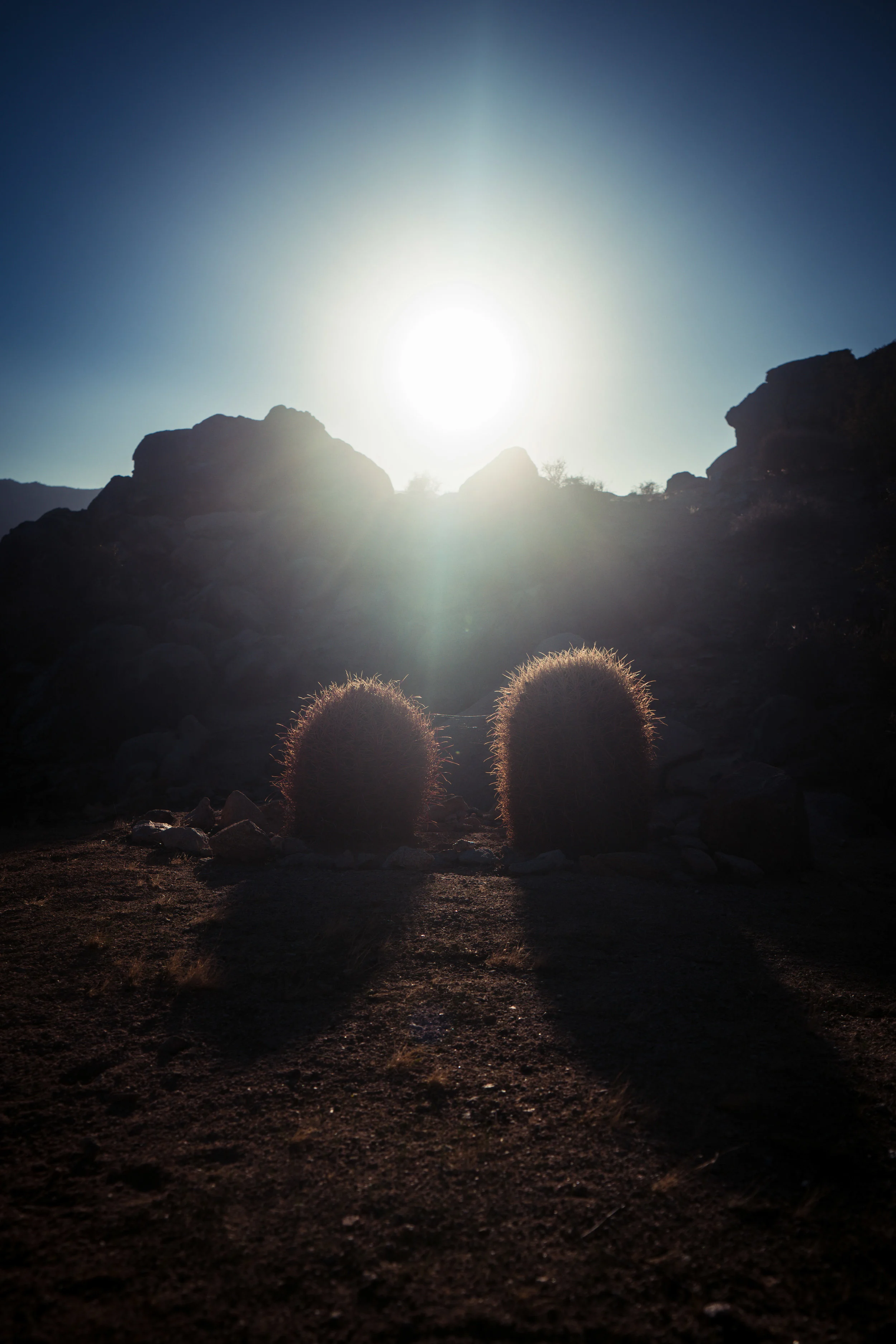 Joshua Tree-024.jpg