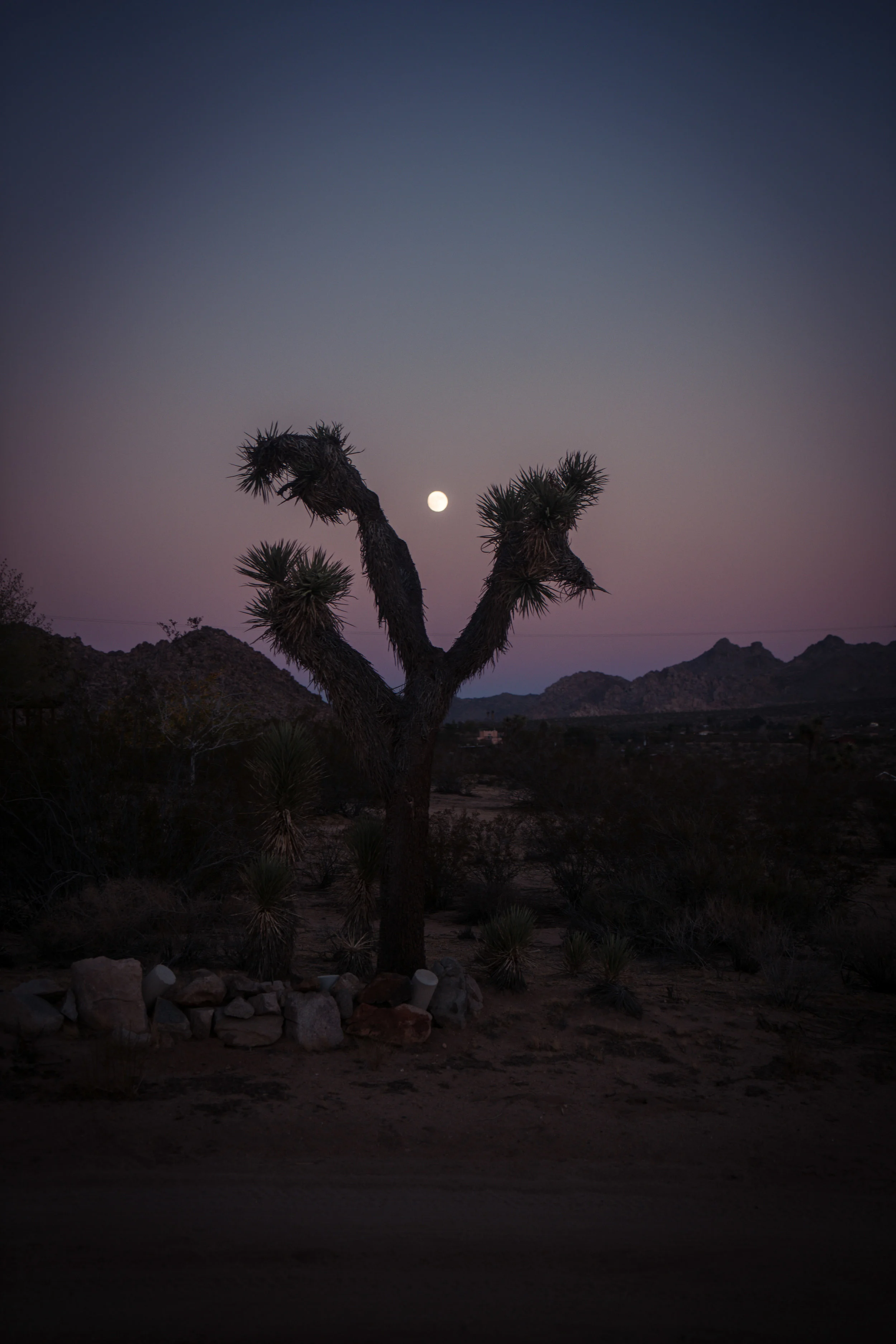 Joshua Tree-034.jpg