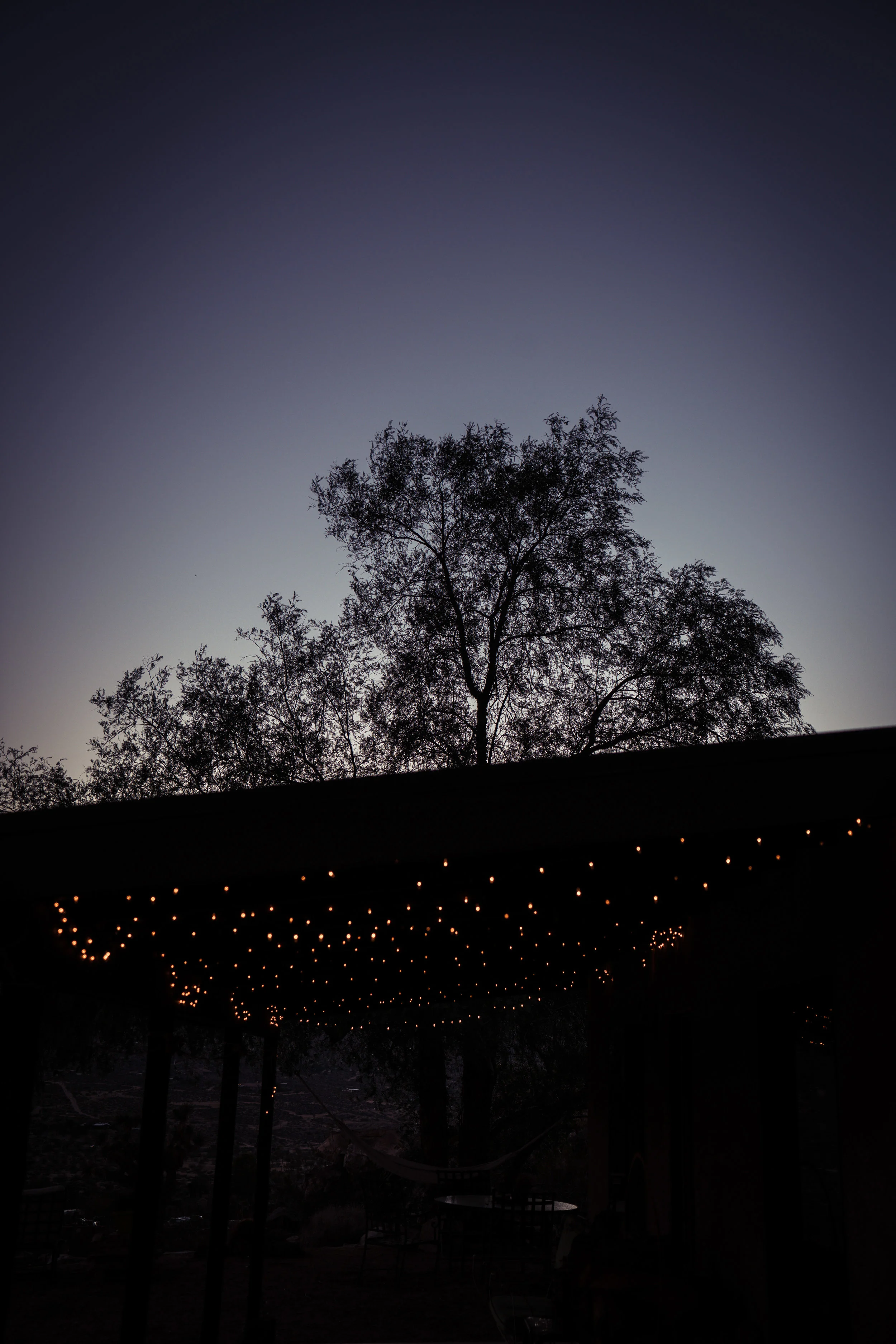 Joshua Tree-037.jpg