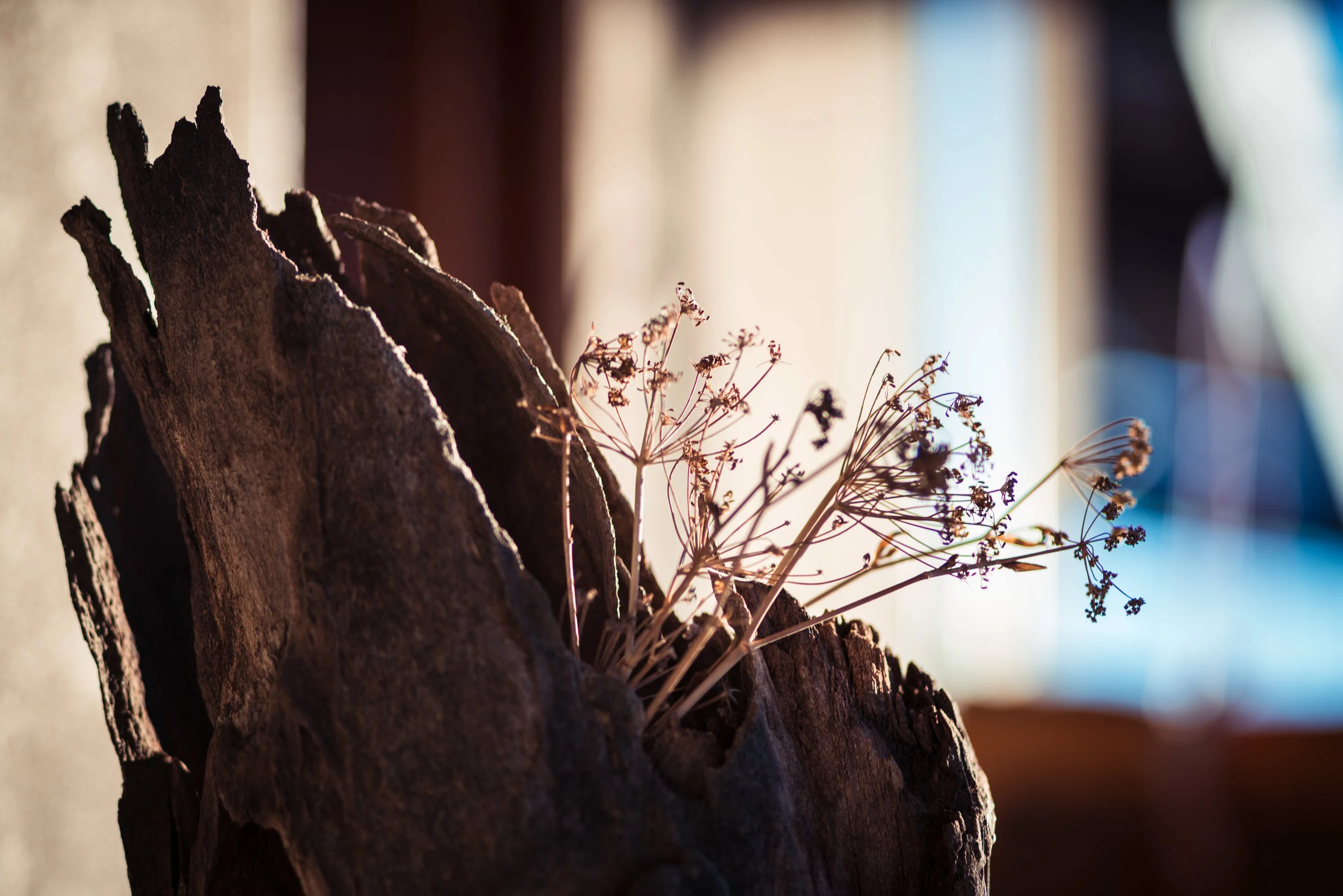 Joshua Tree-087.jpg