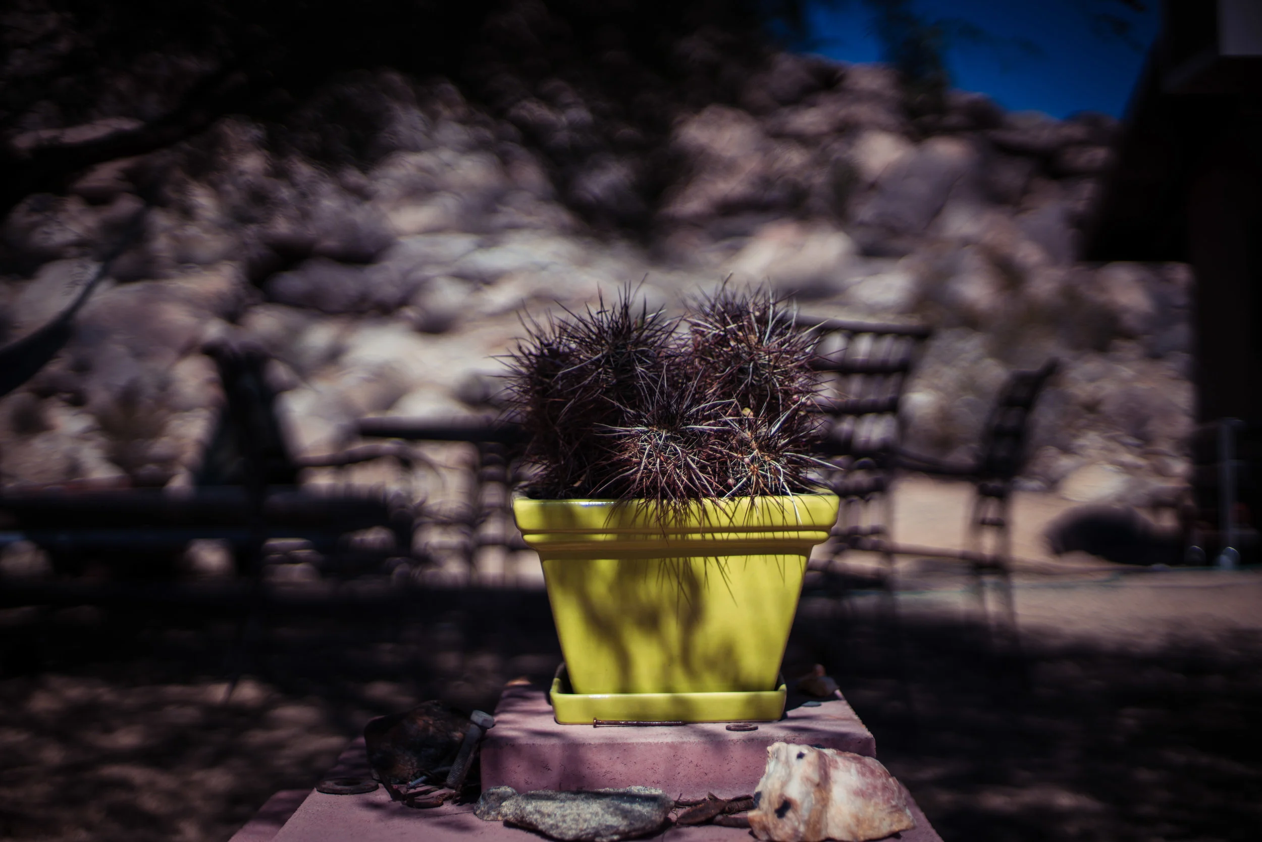 Joshua Tree-222.jpg