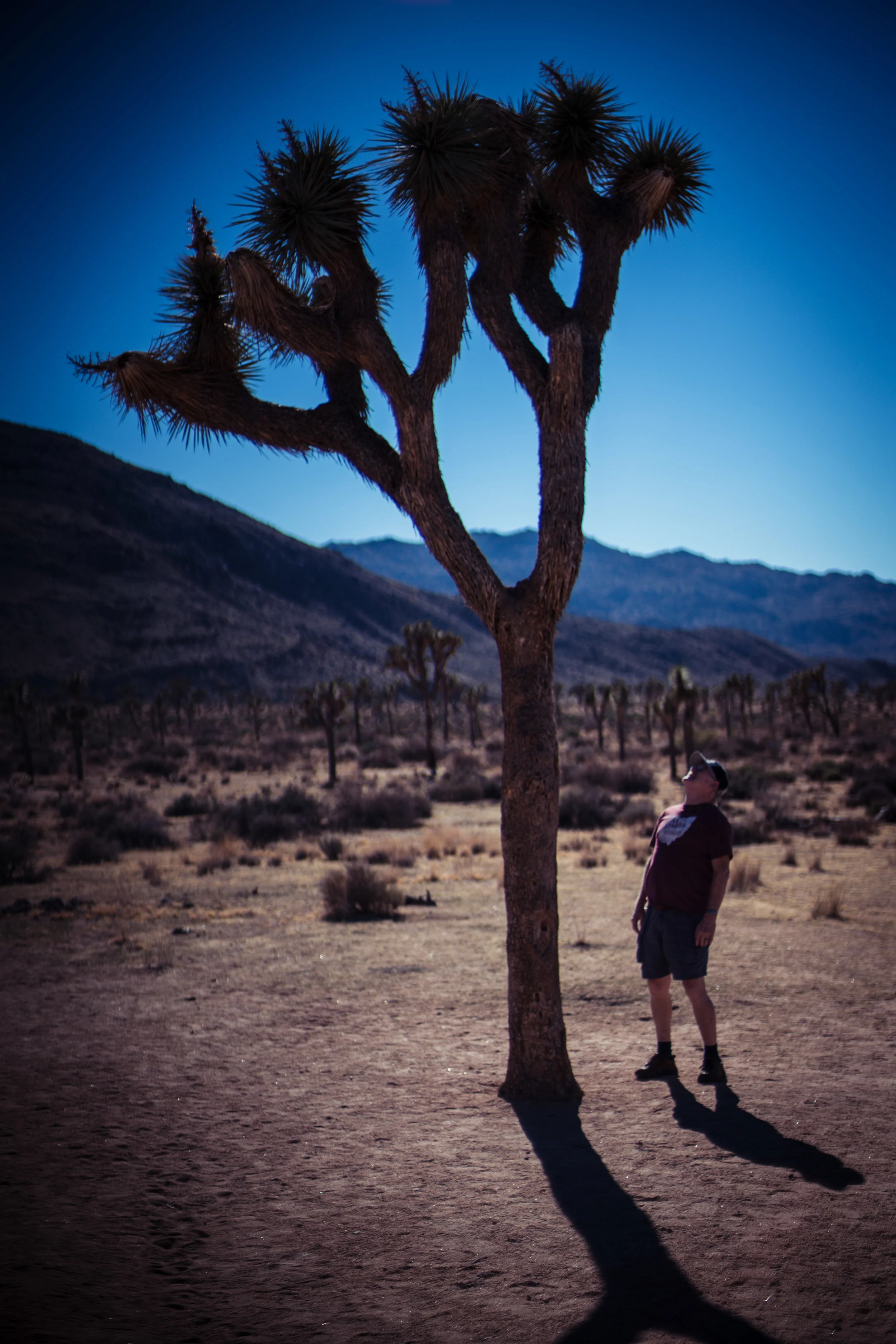 Joshua Tree-278.jpg