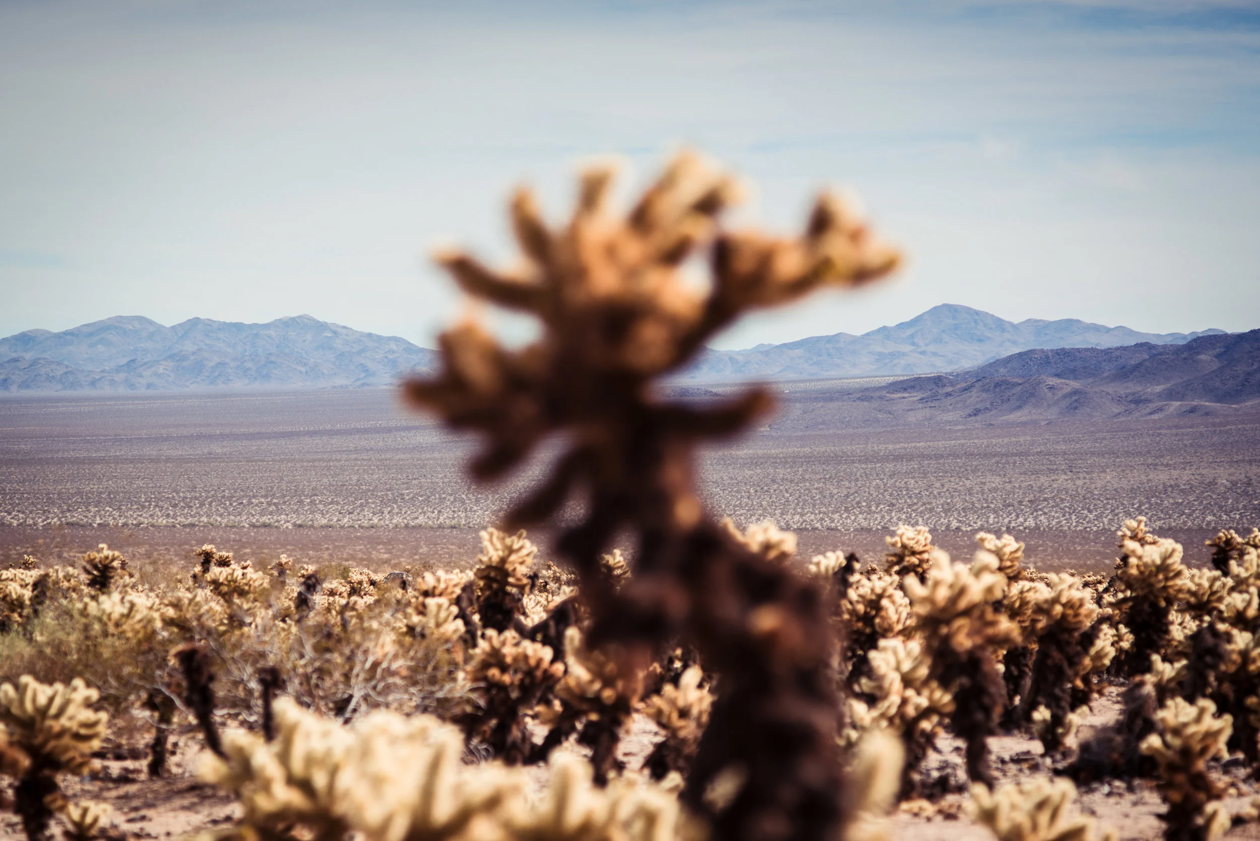 Joshua Tree-549.jpg