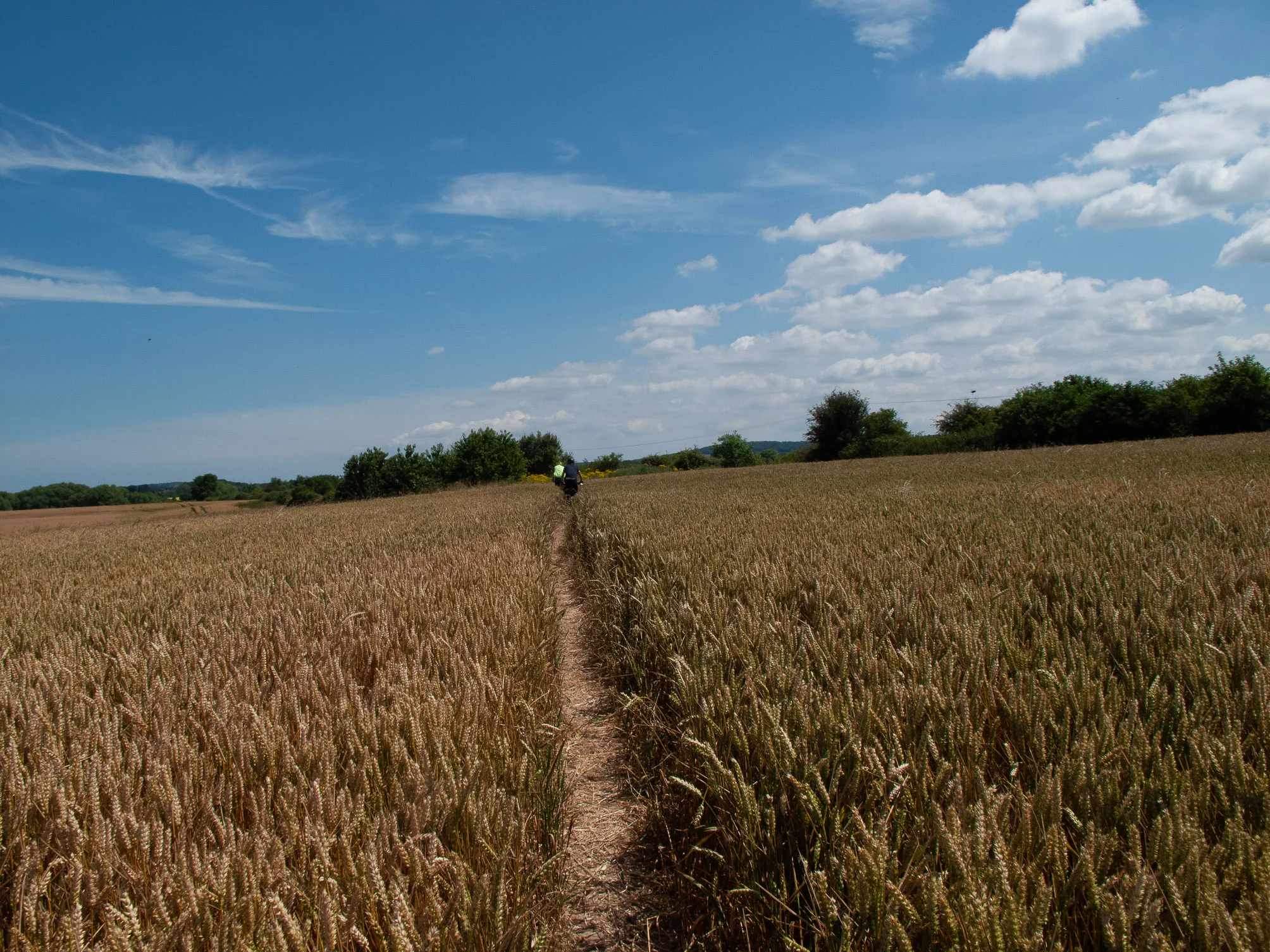 Ingenious attempt to escape entrapment near Graveney/Goodnestone by following tractor tyre-track.