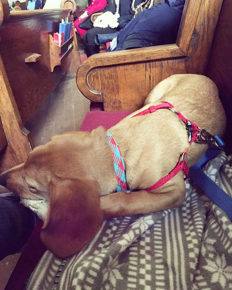 DogsInChurch_2017.jpg