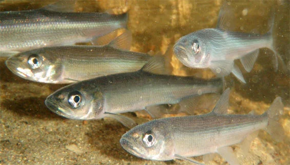 smelt.jpg