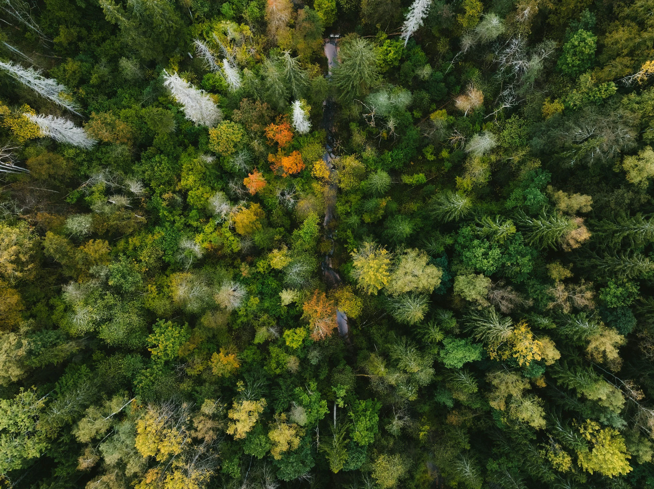 unsplash-image-owcJsiIK7UU.jpg