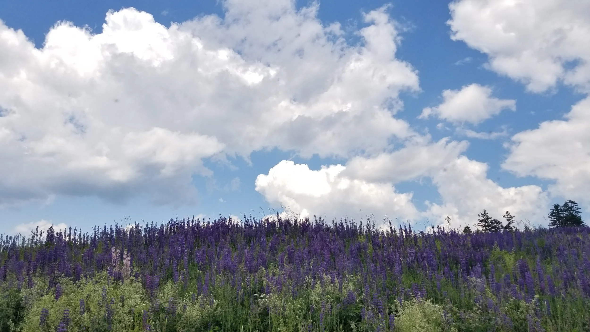 20220625_154800.jpg