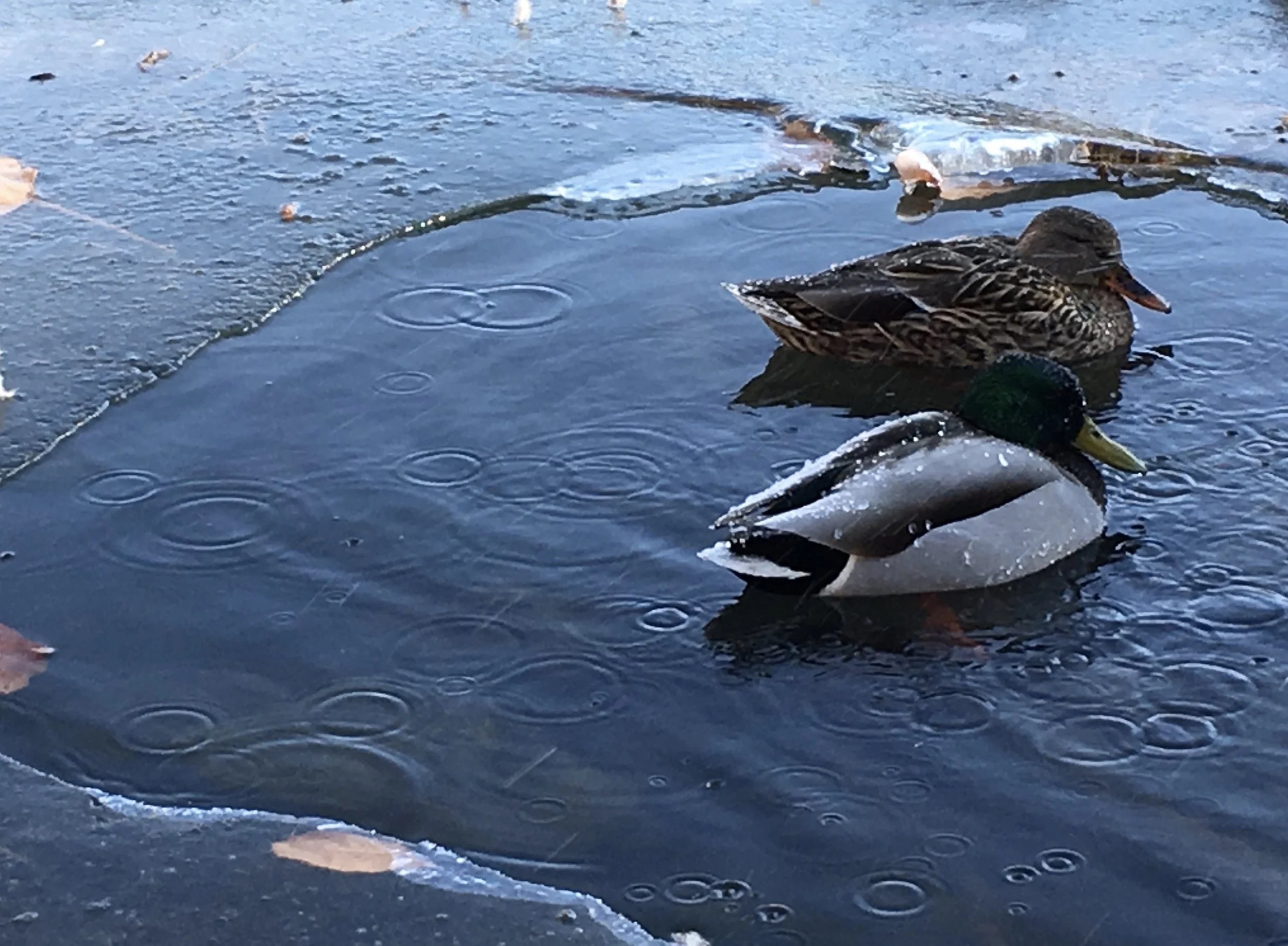 Cannonhill Pond, Spokane, WA