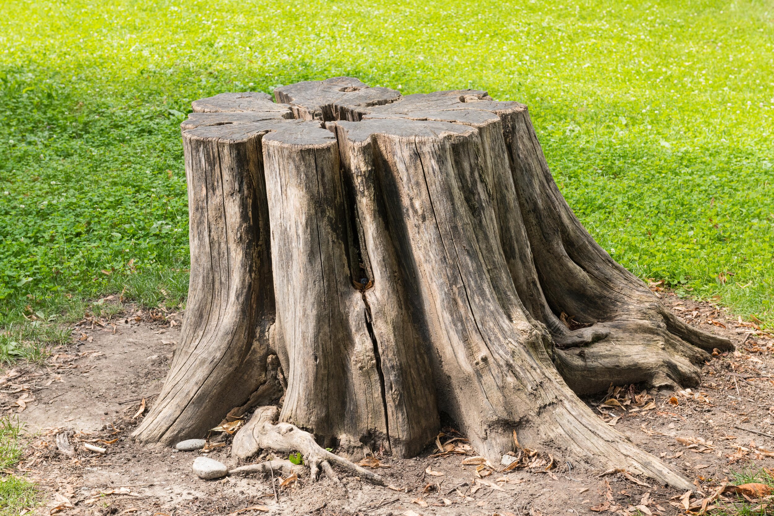 Tree And Stump Removal