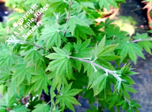 Acer_japonicum_Lovett_April_2013_Maple_Ridge_Nursery.jpg