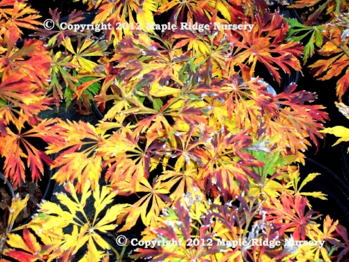Acer japonicum 'Green Cascade