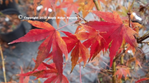 Acer_palmatum_Arakawa_November_2011_Maple_Ridge_Nursery.jpg