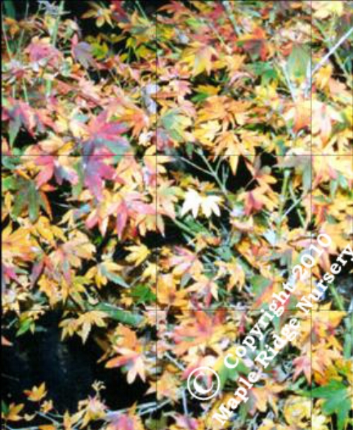 Acer_palmatum_Coonara_Pygmy_November_Maple_Ridge_Nursery.jpg