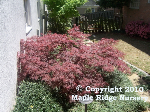 Acer palmatum 'Crimson Queen' Spring