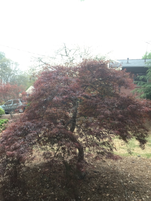 Acer palmatum 'Crimson Queen' Spring 3