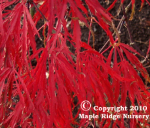 Acer palmatum 'Crimson Queen' Fall Closeup
