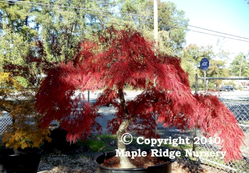 Acer palmatum 'Crimson Queen' Fall