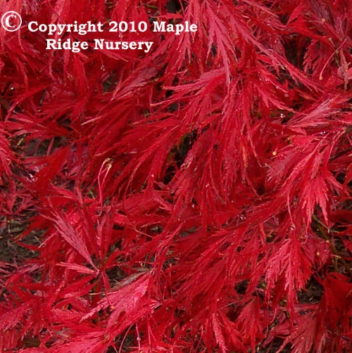 Acer_palmatum_Ever_Red_November_Maple_Ridge_Nursery_2010.jpg