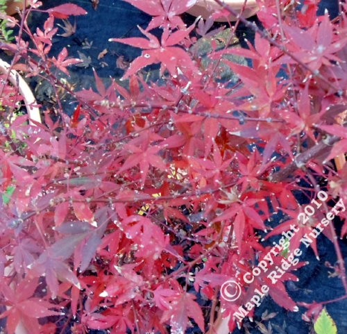 Acer_palmatum_Hime_shojo_November_2012_Maple_Ridge_Nursery.jpg
