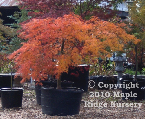 Acer_palmatum_Kiri_nishiki_November_Maple_Ridge_Nursery.jpg