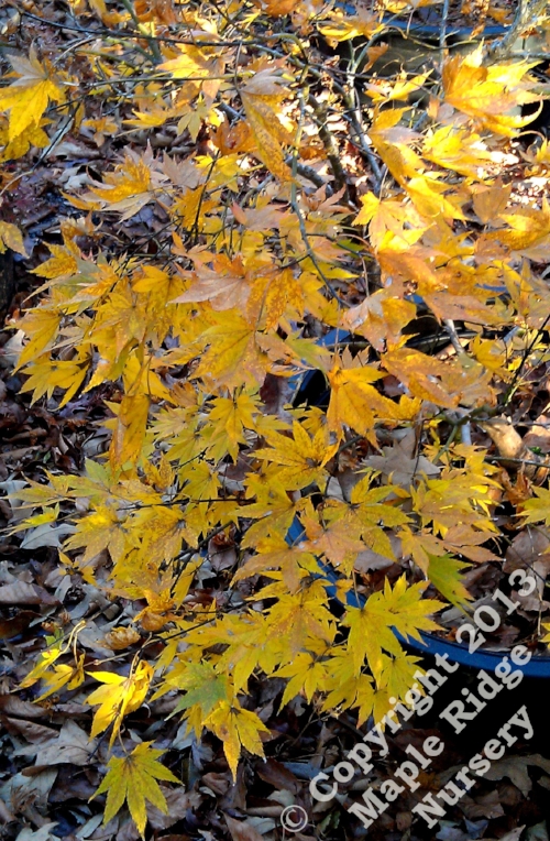 Acer_palmatum_Murogawa_November_2012_Maple_Ridge_Nursery.jpg