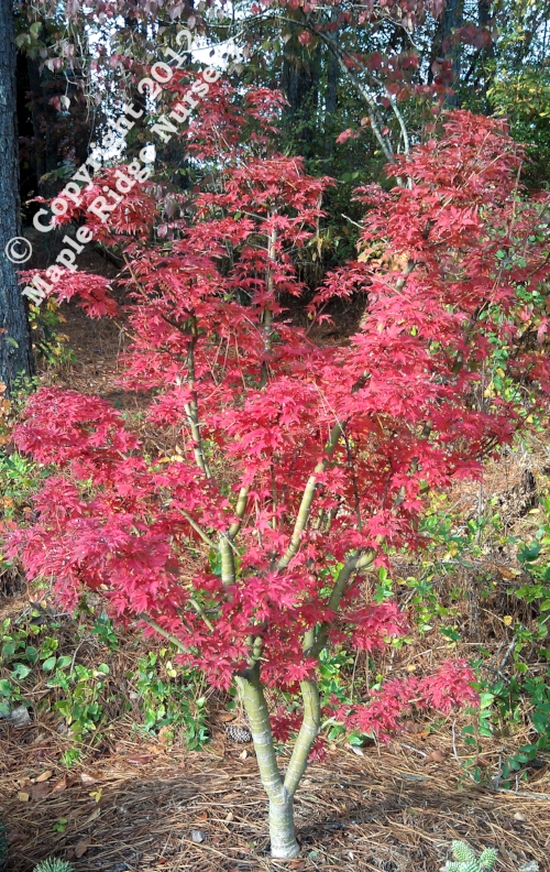 Acer_palmatum_Ojishi_November_2012_Maple_Ridge_Nursery.jpg