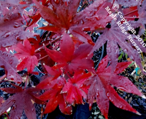 Acer_palmatum_Purple_Ghost_November_2012_Maple_Ridge_Nursery.jpg