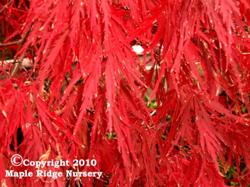 Acer_palmatum_Red_Dragon_October_Maple_Ridge_Nursery.jpg
