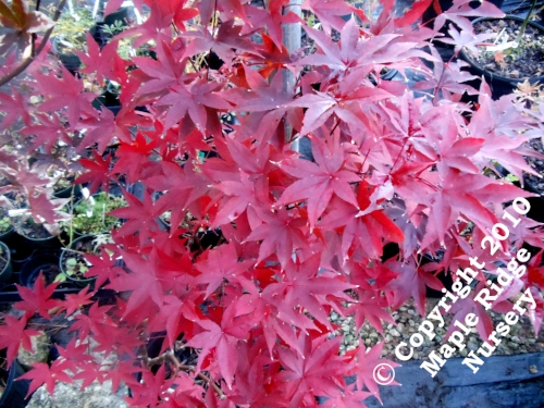 Acer_palmatum_Red_Emperor_November_2012_Maple_Ridge_Nursery.jpg