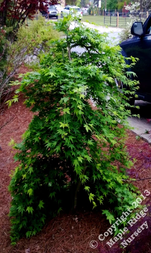 Acer_palmatum_Ryu_sei_April_2013_Maple_Ridge_Nursery_1.jpg