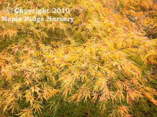 Acer_palmatum_Sekimori_October_Maple_Ridge_Nursery.jpg