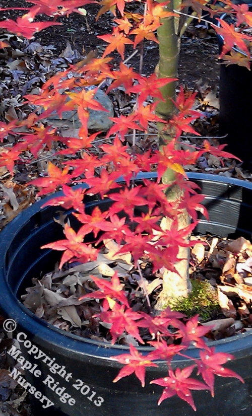 Acer_palmatum_Shin_deshojo_November_2012_Maple_Ridge_Nursery.jpg