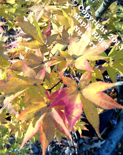 Acer_palmatum_Tana_November_2012_Maple_Ridge_Nursery.jpg
