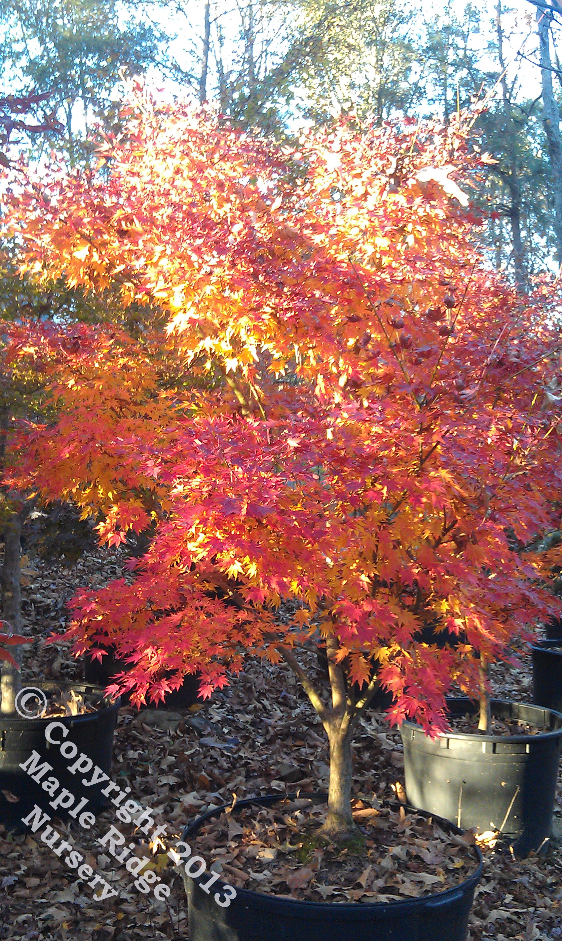 Acer_palmatum_Tobiosho_November_2012_Maple_Ridge_Nursery_1.jpg