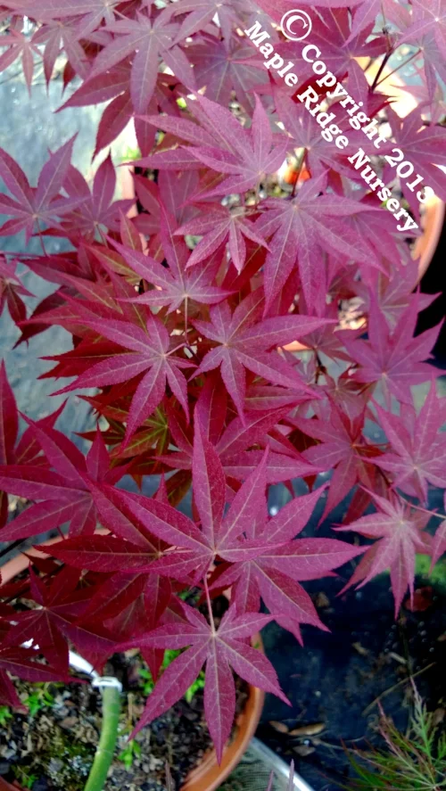 Maple Ridge Nursery