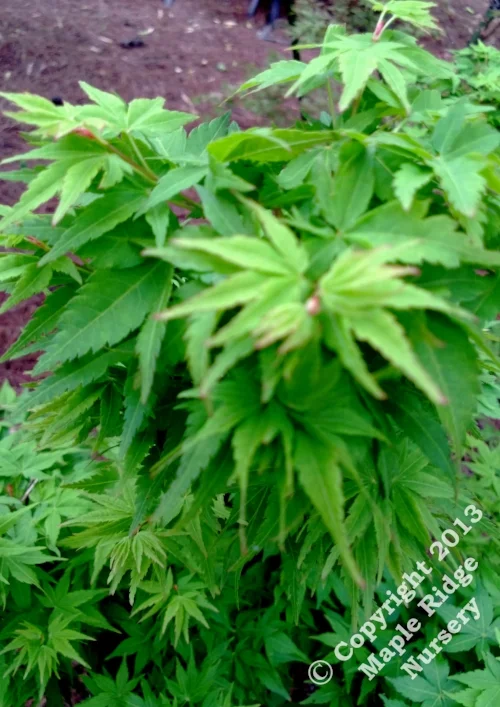 Maple Ridge Nursery