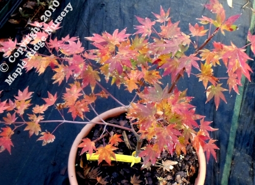 Acer_shirasawanum_Garden_Glory_November_2012_Maple.jpg