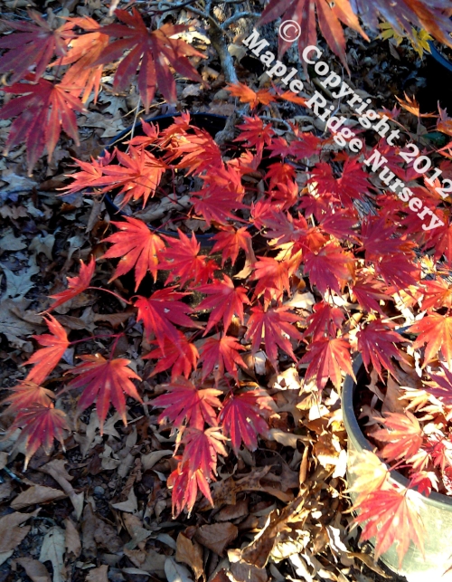 Acer_shirasawanum_Sensu_November_2012_Maple_Ridge_Nursery.jpg