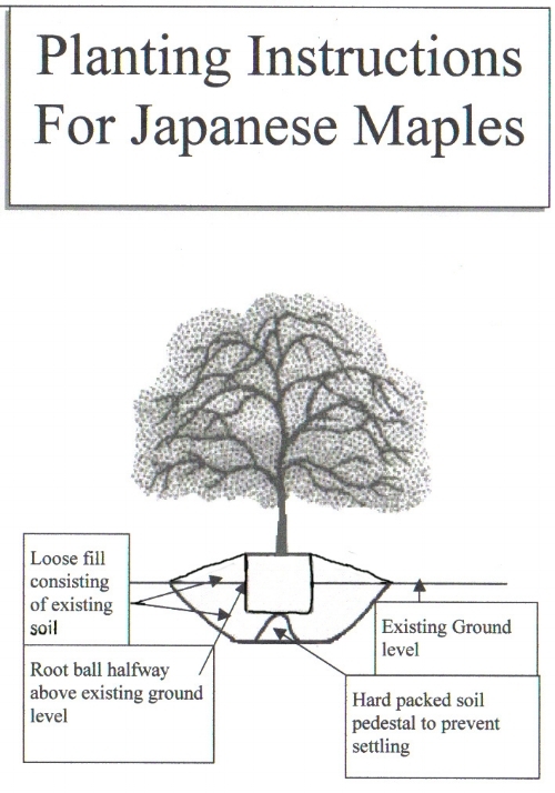 Maple tree root system diagram