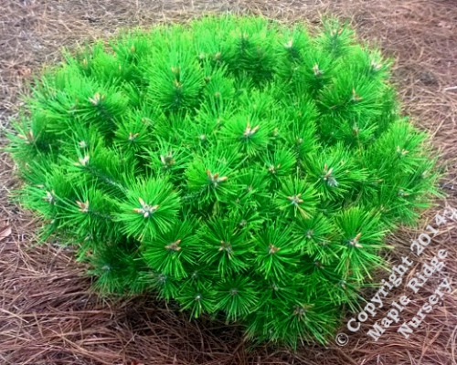 Pinus_densiflora_Low_Glow_Maple_Ridge_Nursery.jpg