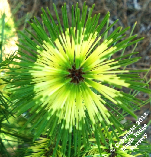 Pinus_densiflora_Oculus_Draconis_Maple_Ridge_Nursery.jpg