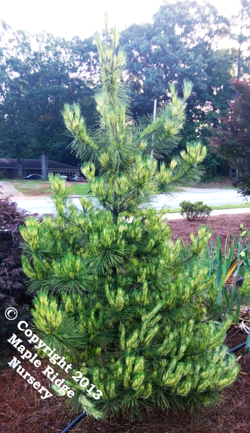 Pinus_densiflora_Oculus_Draconis_2013_Maple_Ridge_Nursery.jpg