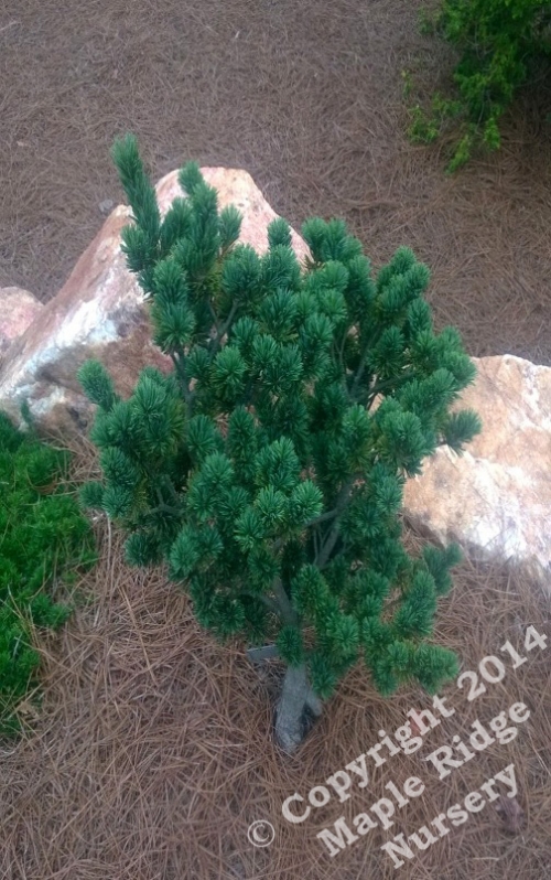 Pinus_parviflora_Adcocks_Dwarf_2014_Maple_Ridge_Nursery.jpg