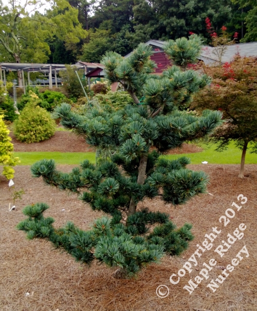 Pinus_parviflora_Glauca-2013_Maple_Ridge_Nursery.jpg
