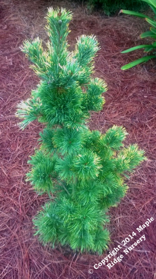 Pinus_parviflora_Tanzu_kazu_Maple_Ridge_Nursery.jpg
