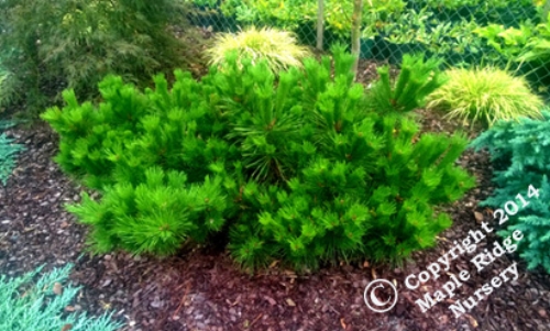 Pinus_thunbergii_Banshosho_2014_Maple_Ridge_Nursery.jpg