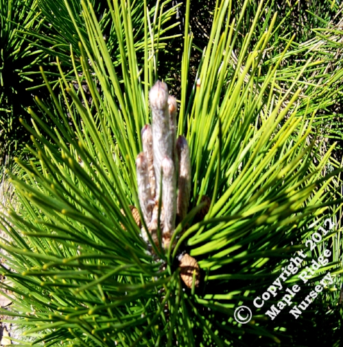 Pinus_thunbergii_Thunderhead_2013_Maple_Ridge_Nursery_1.jpg
