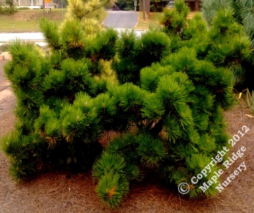 Pinus_thunbergii_Thunderhead_2013_Maple_Ridge_Nursery.jpg